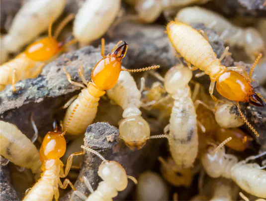Termite Control