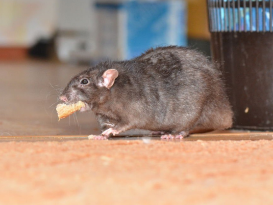 Rodent Control