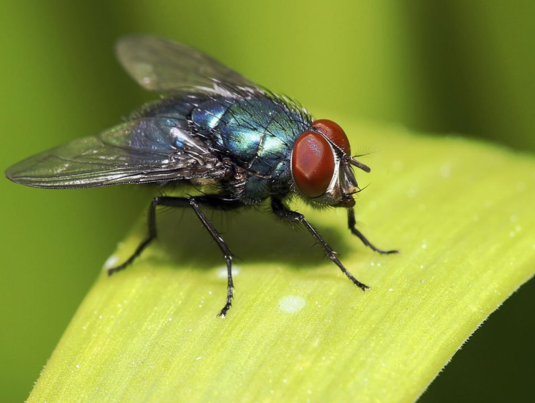 Flies Pest Control Services