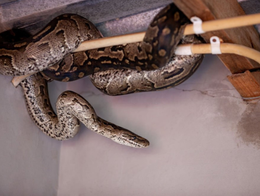 Snake Control Services