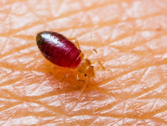 Bed Bug Control